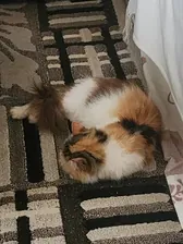 Cindy, a calico cat, napping on a patterned rug